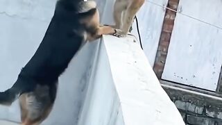 | Dog Cute Funny Videoa and monkey