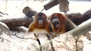 Amazing monkey|enjoying the fruit