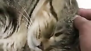 Funny cat