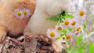 So Cute Rabbits | Baby Cute|Amazing Animal