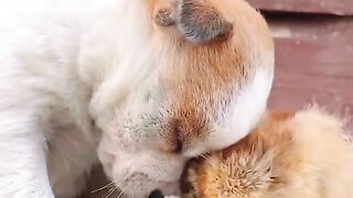 Baby Dog | Amazing Love Animal| cute dog