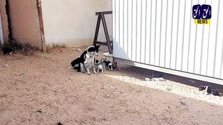 How much do dogs love themselves?