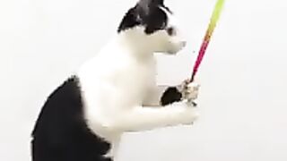 Funny cat
