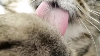 Cat tongue