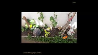 Cute colourful chicks-Cute colourful chicks enjoying in garden-markhor