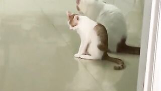 Funny cat #2