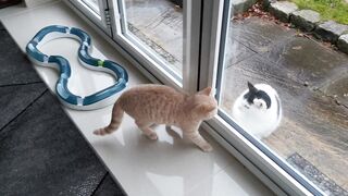 Neighbour's Cat Vs My Kitten