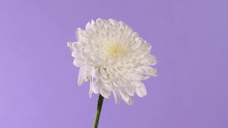 Beautiful white flower