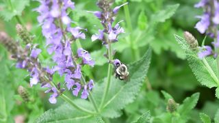 A bee feeding