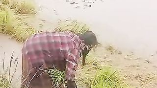 planting rice in the fields
