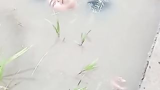 playing in the water on the edge of the rice fields