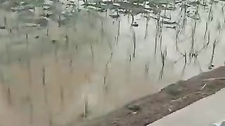 journey to the rice fields