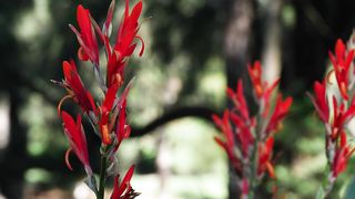 Wild red flowers
