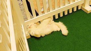 Cute Cat Busy on himself just so funny!!!
