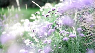 Flowers garden colorful