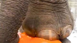 Amazing video