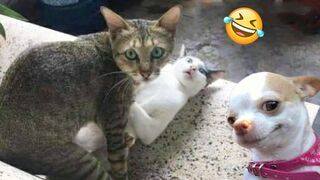 Funniest Cats And Dogs Videos ???? - Best Funny Animal Videos 2024 ????#7
