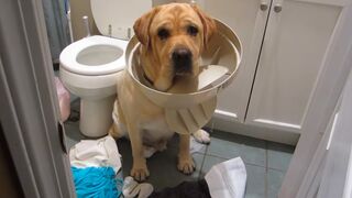 GUILTY Pets ???? FUNNIEST Compilation ???? Best of Internet