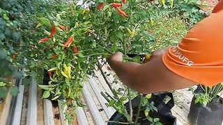 pruning chili trees
