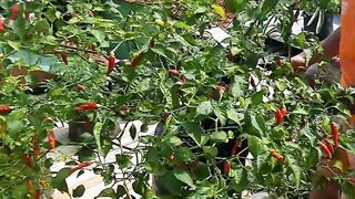 pruning chili trees || part 2