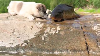 Funny dog moment / Funny moments