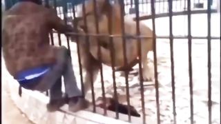 Man stick his hand inside a lion den
