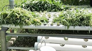 harvest kale vegetables
