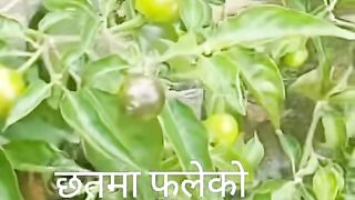 peppers