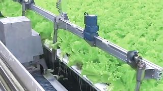 Harvesting hydroponic lettuce. #engineer #engineering