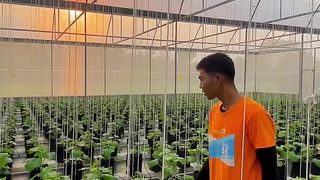 Development of melon plants aged 12 HST