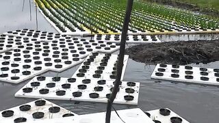 Padi Hydroponic#hydroponicgarden