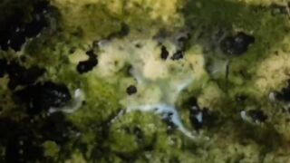 Ordinary water pipe for hydroponic planting