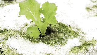 transplanting, lettuce plants