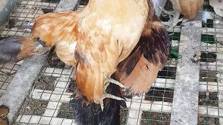 dead chicken