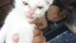 Funny cat