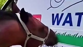 That horse needs food