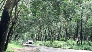 MOGOK DI TENGAH KEBUN KARET SUBANG #kebunkaret