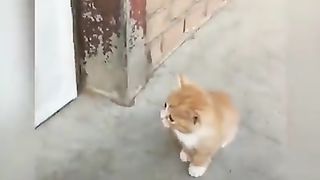 Funny cat