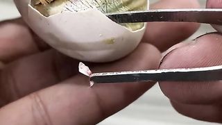 Baby Chick was near to die - I break shell instantly