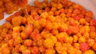 Cloudberries are polar bears' favorite food
