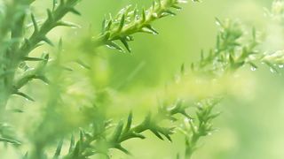 Green wet plants