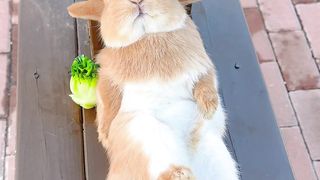 cute rabbit