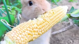 cute rabbit
