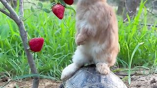 cute rabbit