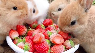 cute rabbit