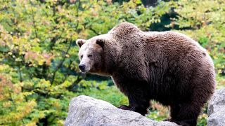 cinematic nature and animals