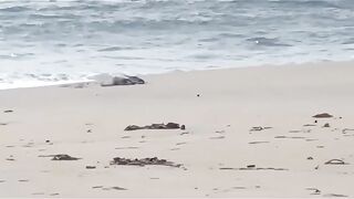 Kerala Beach