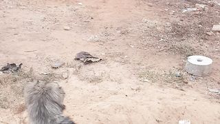 Dog attacks