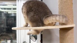 Funny videos / Funny cat moments