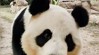 Amazing video